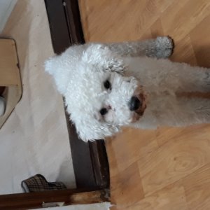 강아지를 찾습니다 강아지 전단지