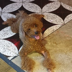 강아지 구조 푸들 인천광역시 남동구
