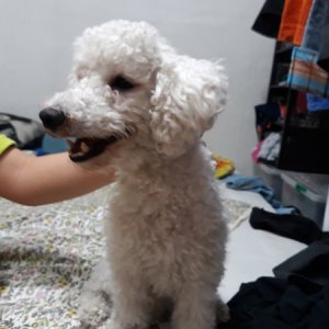 강아지 실종 푸들 서울특별시 동대문구