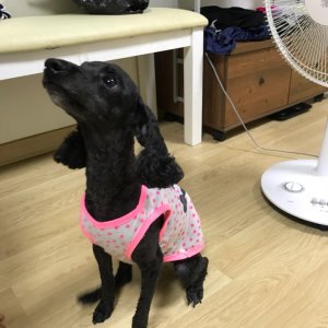 강아지 실종 푸들 경기도 평택시