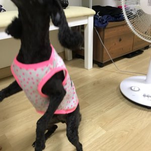 강아지를 찾습니다 강아지 전단지