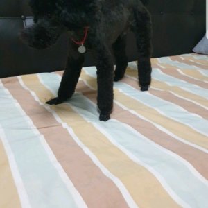 강아지를 찾습니다 강아지 전단지