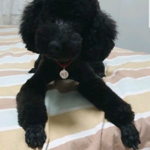 강아지 실종 푸들 경기도 양평군