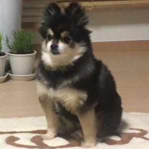 강아지 실종 포메라니언 경기도 화성시
