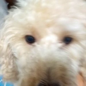 강아지 실종 푸들 인천광역시 계양구