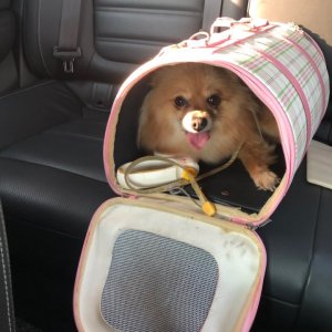 강아지를 찾습니다 강아지 전단지
