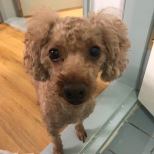 강아지 실종 푸들 전라남도 목포시