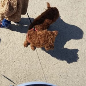 강아지를 찾습니다 강아지 전단지