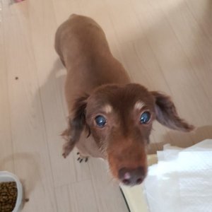강아지 구조 닥스훈트 경기도 하남시