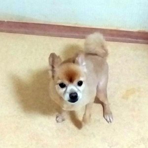 강아지를 찾습니다 강아지 전단지