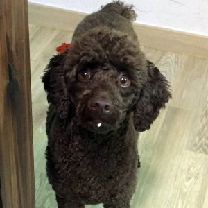 강아지 실종 푸들 충청남도 부여군