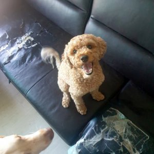 강아지 구조 푸들 경기도 시흥시