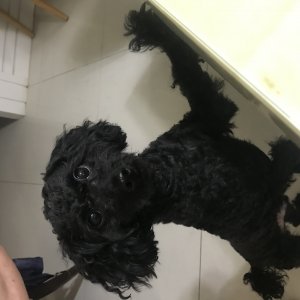 강아지를 찾습니다 강아지 전단지