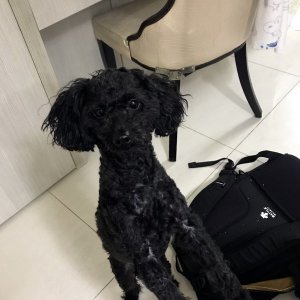 강아지 실종 푸들 경상북도 경주시