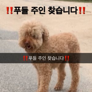 강아지 목격 푸들 경기도 여주시