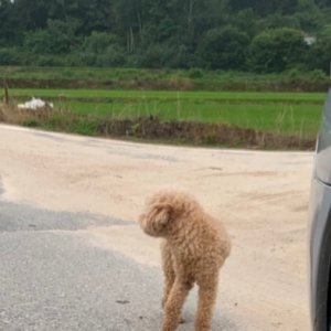 강아지 주인을 찾습니다 강아지 전단지