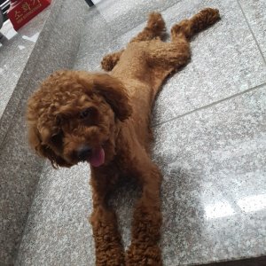 강아지 구조 푸들 경기도 시흥시