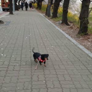 강아지를 찾습니다 강아지 전단지