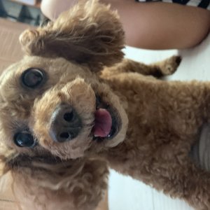 강아지 실종 푸들 경기도 하남시