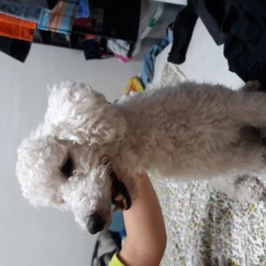 강아지 실종 푸들 서울특별시 동대문구