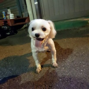 강아지 목격 말티즈 서울특별시 동대문구