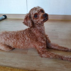 강아지 주인을 찾습니다 강아지 전단지
