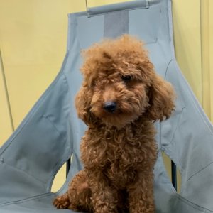 강아지 구조 푸들 부산광역시 부산진구
