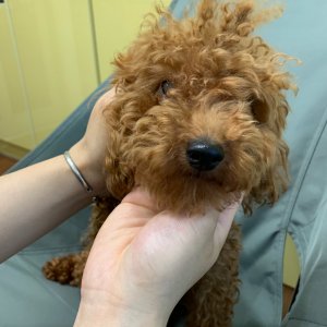 강아지 주인을 찾습니다 강아지 전단지