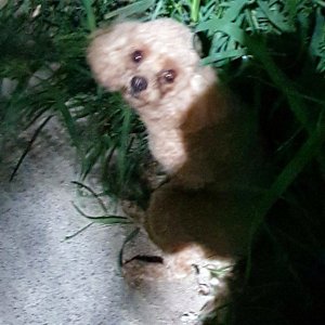 강아지 구조 푸들 부산광역시 금정구