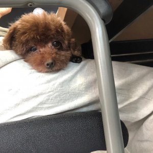 강아지 주인을 찾습니다 강아지 전단지