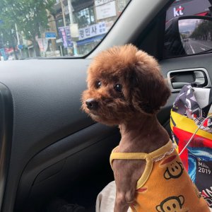 강아지 구조 푸들 대구광역시 북구