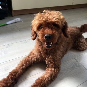 강아지 구조 푸들 경기도 안양시 만안구
