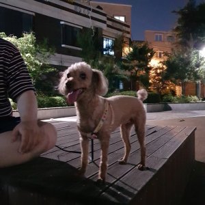 강아지를 찾습니다 강아지 전단지
