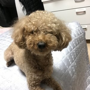 강아지 실종 푸들 충청북도 괴산군