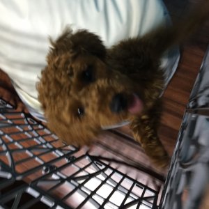 강아지를 찾습니다 강아지 전단지
