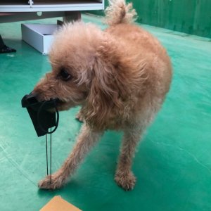 강아지를 찾습니다 강아지 전단지