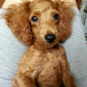 강아지 실종 푸들 부산광역시 동구