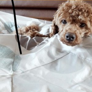 강아지 실종 푸들 제주특별자치도 제주시