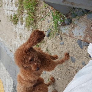 강아지 주인을 찾습니다 강아지 전단지