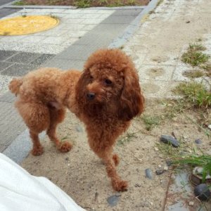 강아지 목격 푸들 대전광역시 유성구