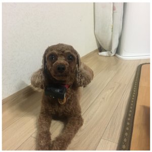 강아지 실종 푸들 충청남도 아산시