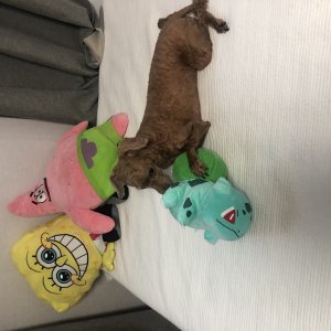 강아지 실종 푸들 경상북도 상주시