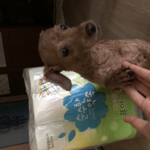 강아지를 찾습니다 강아지 전단지