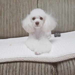 강아지 실종 푸들 전라북도 익산시