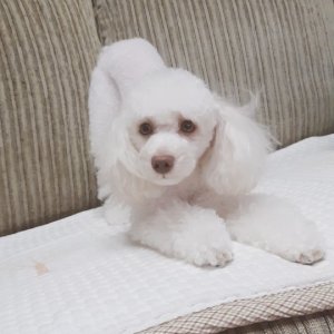강아지를 찾습니다 강아지 전단지