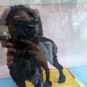 강아지 구조 푸들 대전광역시 동구
