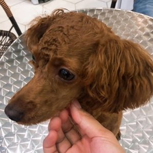 강아지 실종 푸들 경기도 김포시
