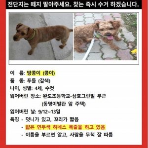 강아지를 찾습니다 강아지 전단지