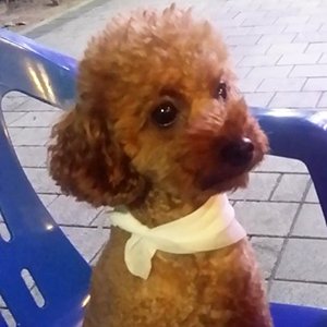 강아지 실종 푸들 대구광역시 달서구