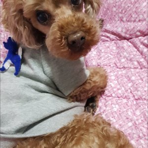 강아지 실종 푸들 울산광역시 중구